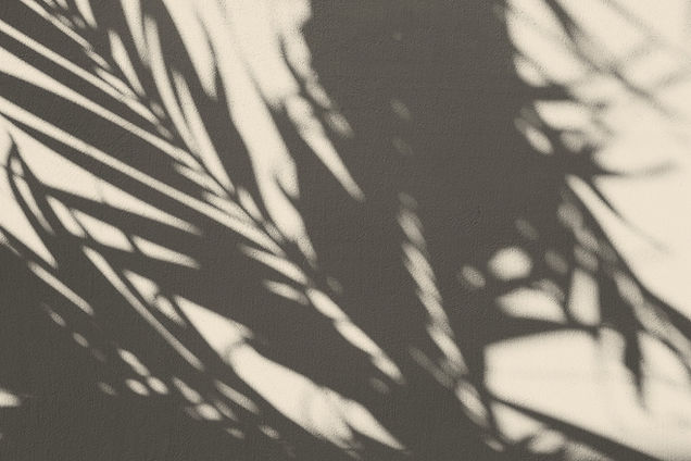 Plant Shadow_edited.jpg