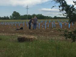 The Vineyard work continues