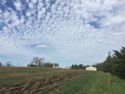 Getting ready for a vineyard!