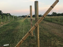 June at the Monastery. The garden and vineyard are growing nicely. The deer are finding the grape vi
