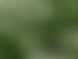 The monarchs are here!