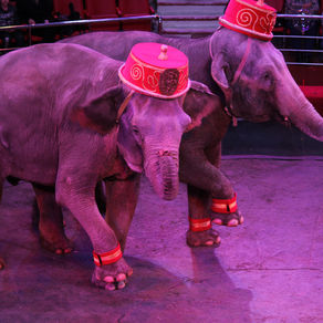 Итальянцы в Иркутске! Или Viva, Russia!