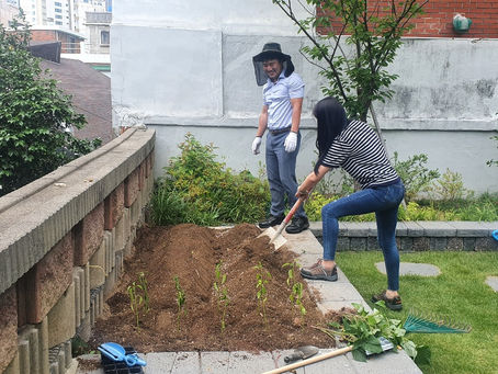 2021.6.25 고구마, 고추 심기