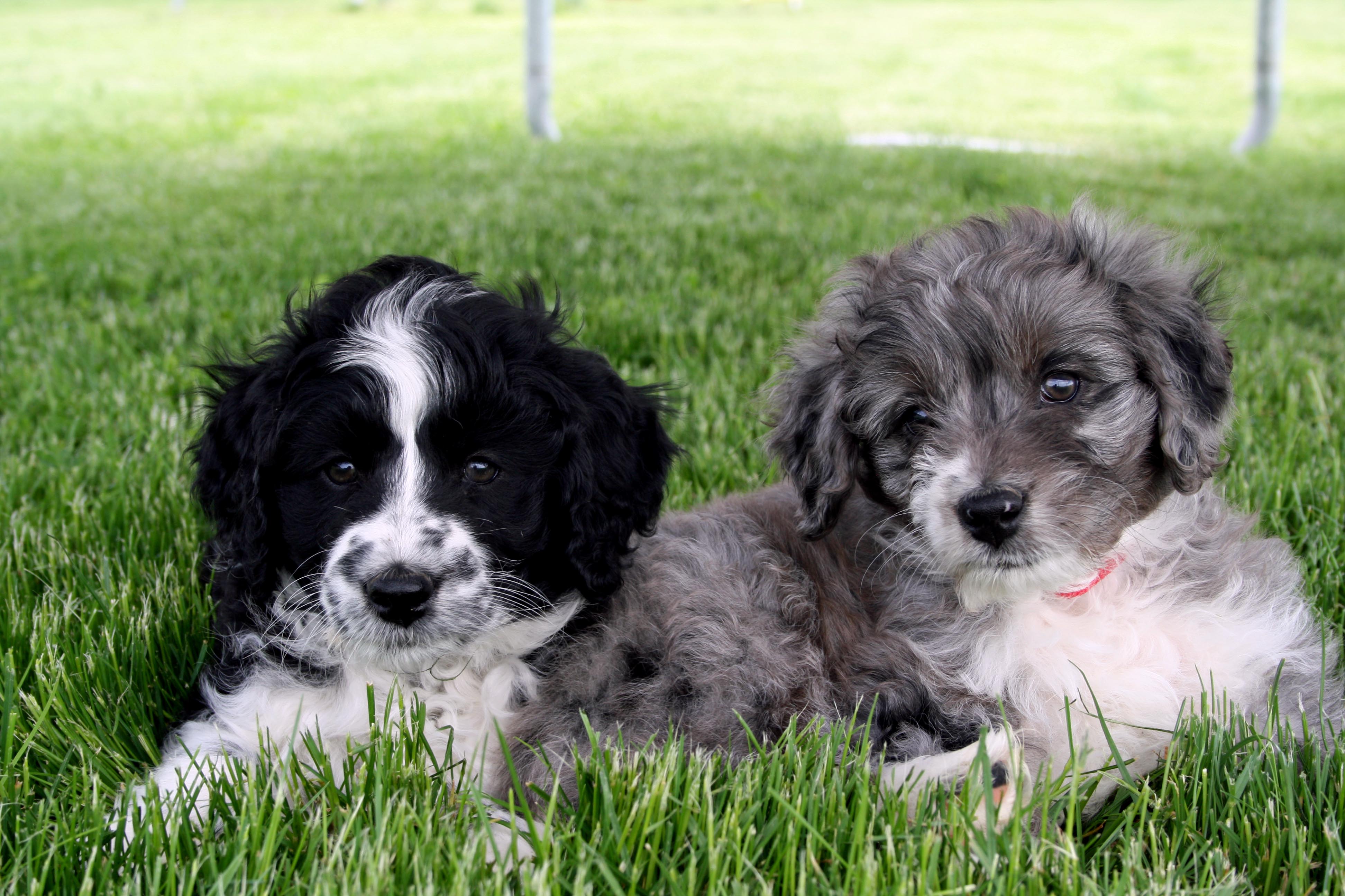 Aussiedoodle Puppies for sale | Mountain Gems Aussiedoodle ...