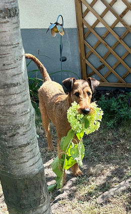 Irish Terrier mit Blume im Fang