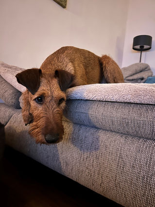 Irish Terrier auf Couch aufmerksam