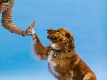 Superior Dog Training in Arlington, Virginia