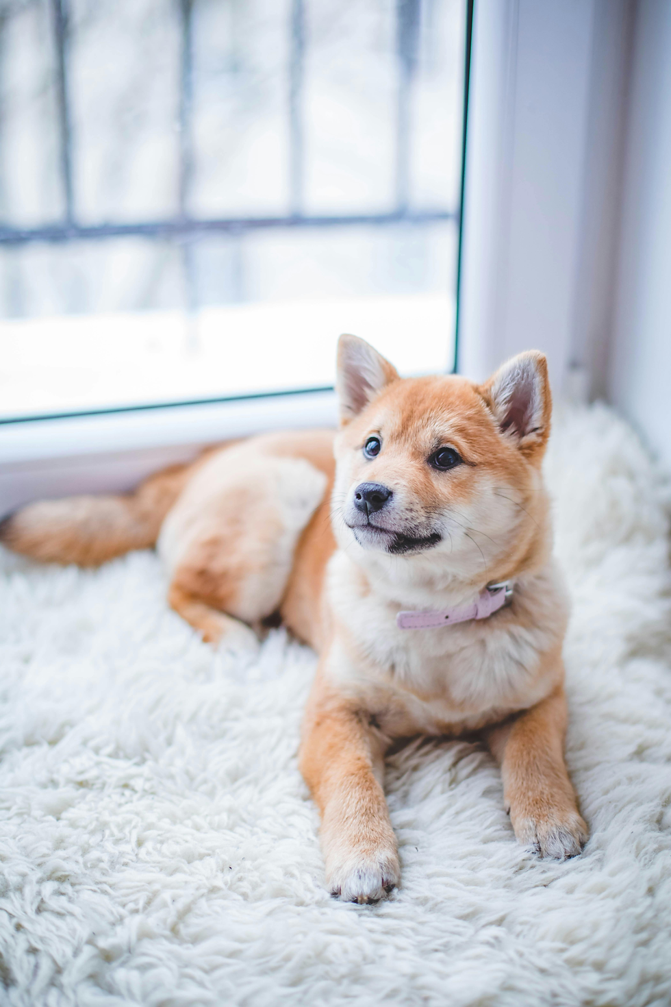 dog laying on rug