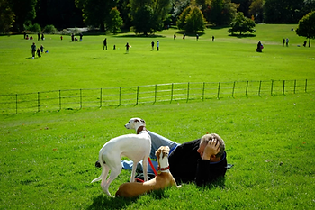 laying down at dog park