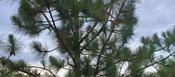 History and Sustainability of the Long Leaf Pine