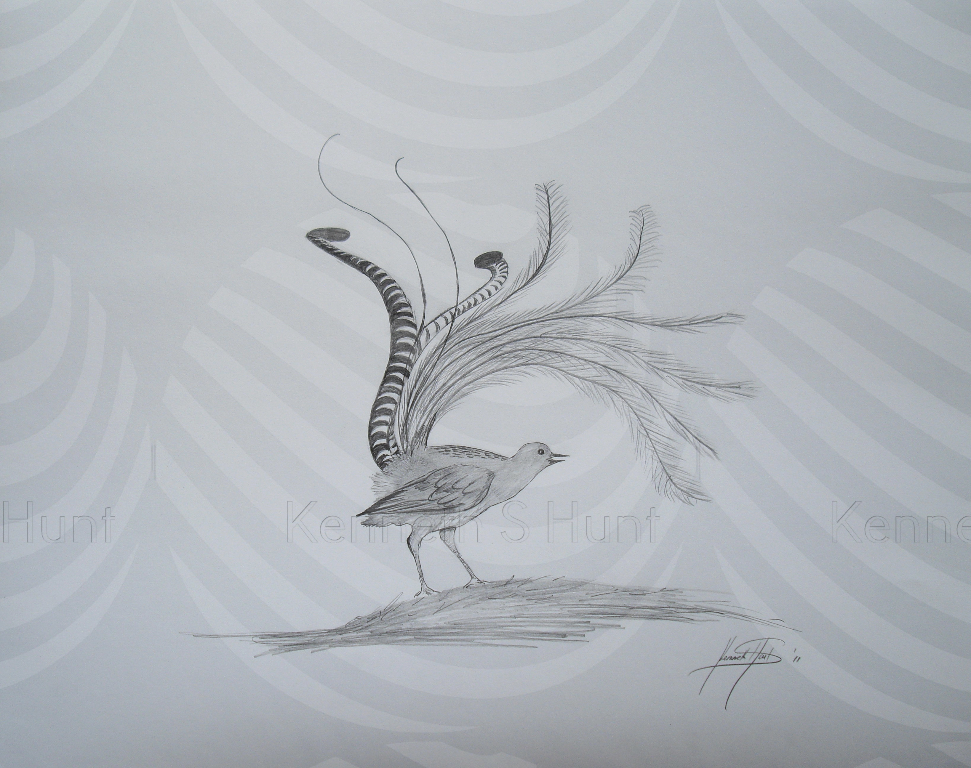 116 Lyrebird