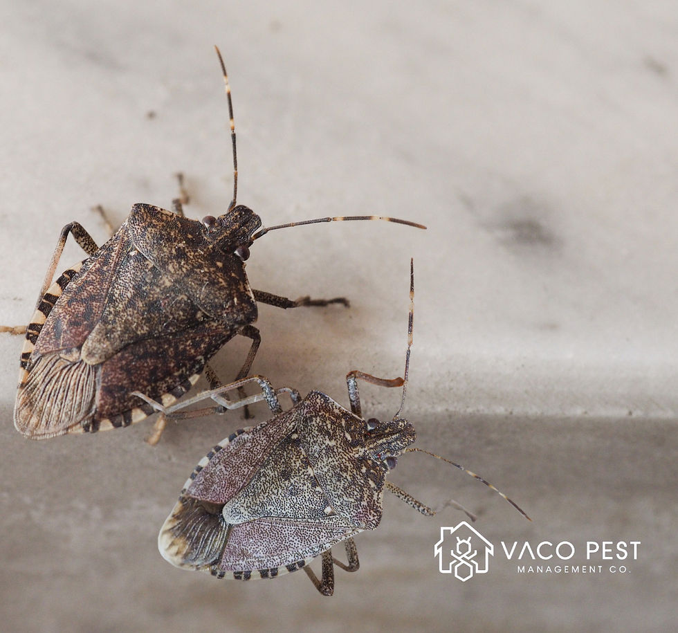 Stink bugs release a foul odor when threatened