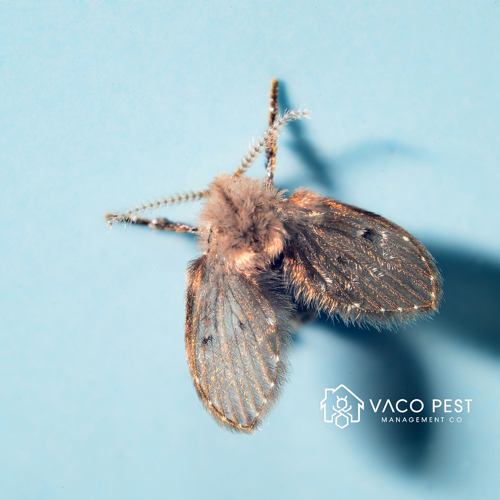 Drain flies are attracted to moist environments and decaying matter.