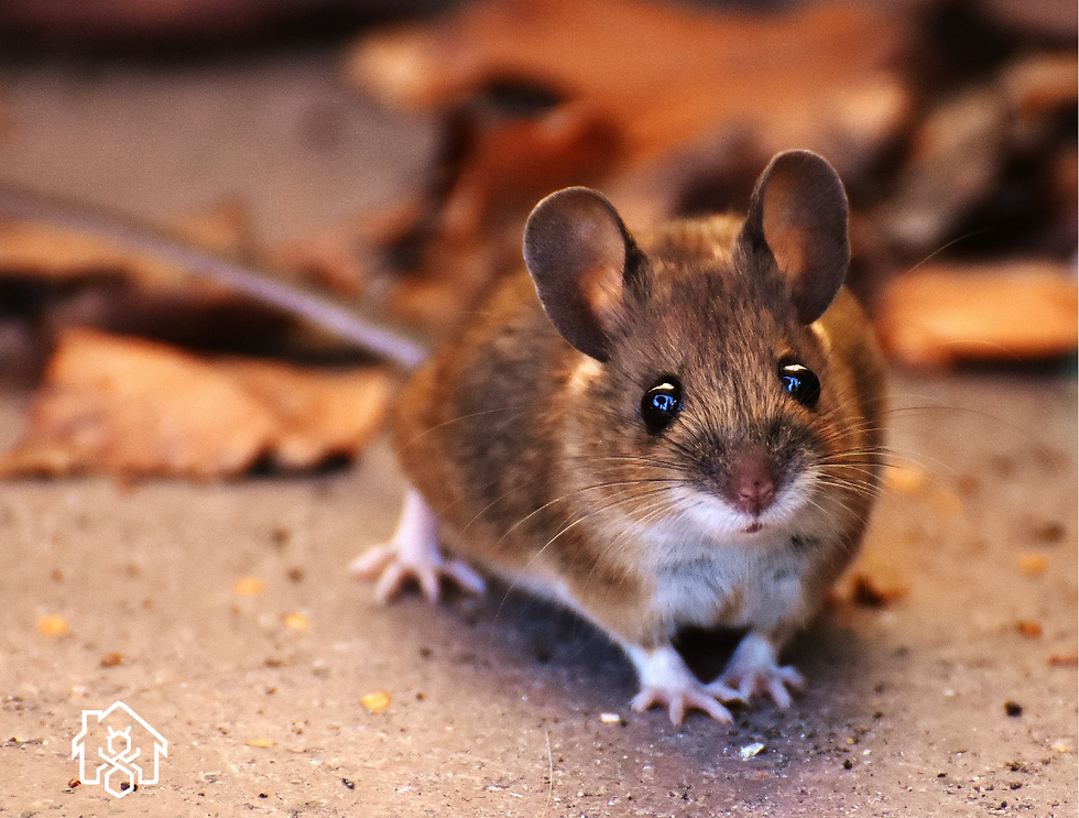 Mice and rats find their way indoors to find warmth in the fall.