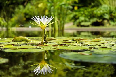 white lotus.jpg