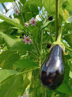 Mini Aubergine mit irne wunderschöne Blüete
