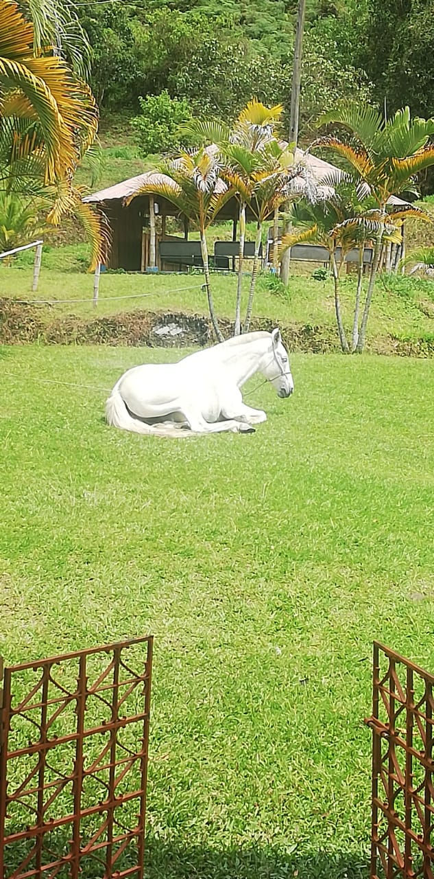 Caballos