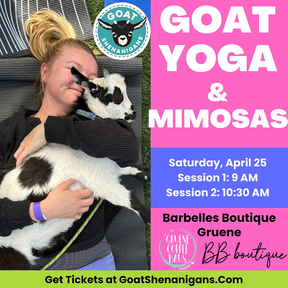 Goat Yoga and Mimosas in Gruene (Session 1 of 2)