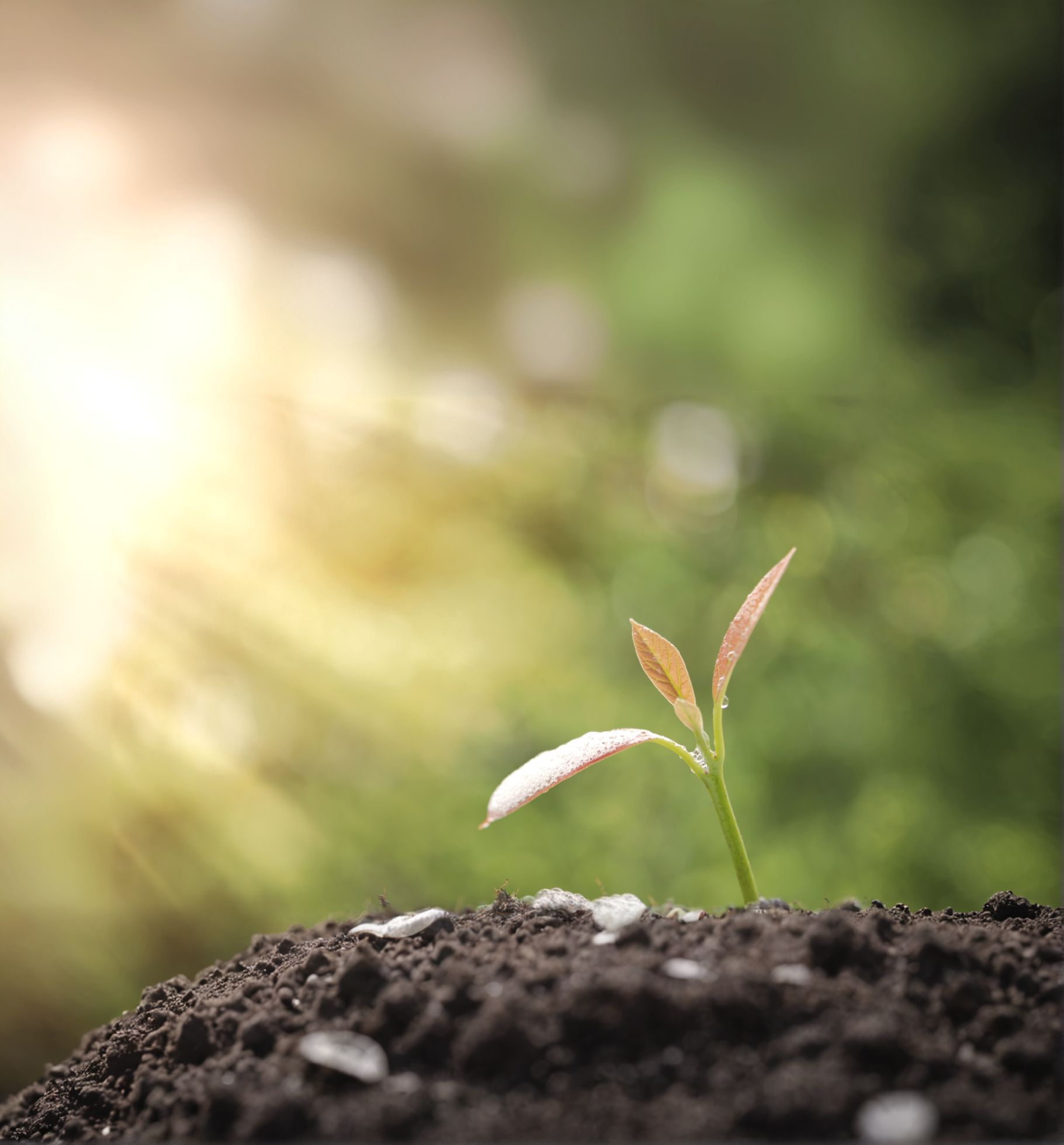 Early Pregnancy Course.jpg