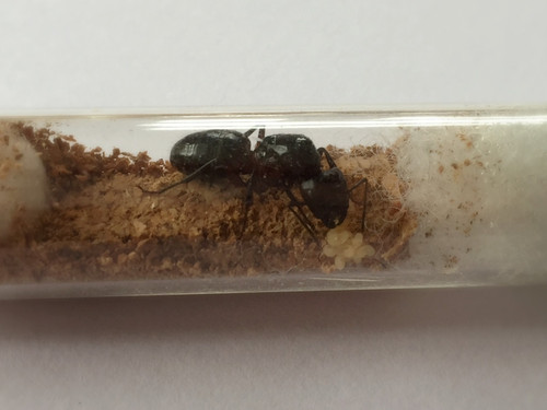 Camponotus Ligniperdus The Ant Warehouse