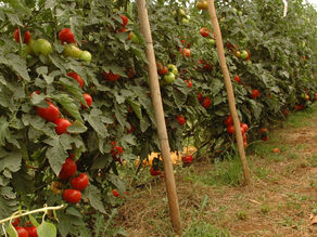 EPAGRI testa Fertilizantes Organominerais no Cultivo de Tomate