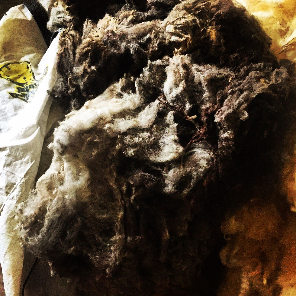 Thumbnail: Coloured Romney Fleece -, Grey, Brown, Black
