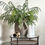 Thumbnail: Norfolk Pine Spray