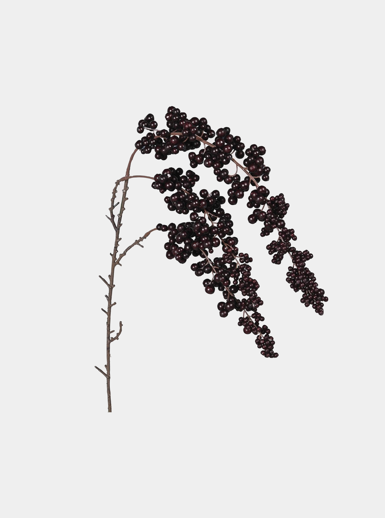 Burgundy Cotoneaster Spray
