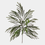 Thumbnail: Norfolk Pine Spray