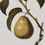 Thumbnail: Set of 4 Pear Wall Art