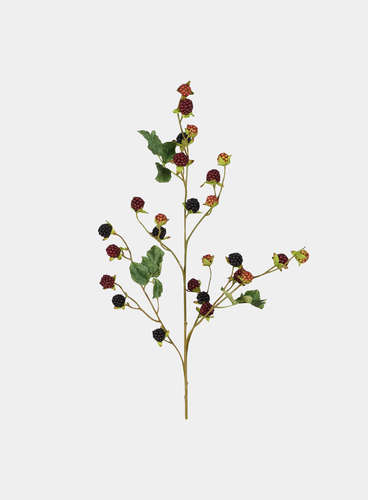 Blackberry Stem