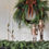 Thumbnail: Norfolk Pine & Cedar Wreath