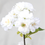 Thumbnail: White Cherry Blossom