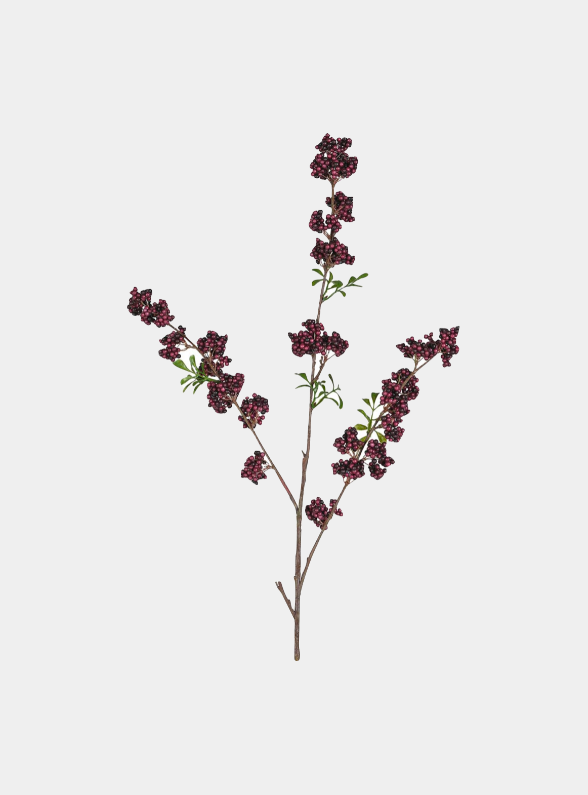 Winter Berry Stem