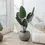 Thumbnail: Artificial Plant With Circular Pot