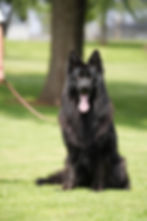 A black German Shepherd sitting on the grass