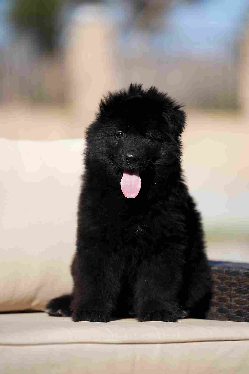 AKC-certified black German Shepherd ready for a new family.