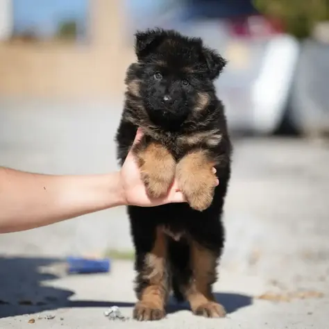 German Shepherd Long Hair vs Short Hair – Pros & Cons for Future Owners