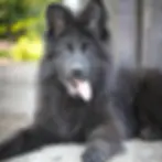 A fluffy German Shepherd puppy with tan and black markings is sitting outdoors. The puppy has a cute, slightly tilted head and bright eyes, giving it an irresistibly sweet and intelligent look.