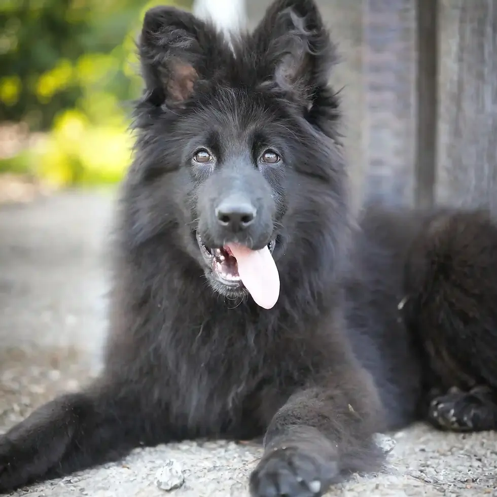 Solid black adult German Shepherd standing alert in Mesa, Arizona, proudly bred by RTK9.