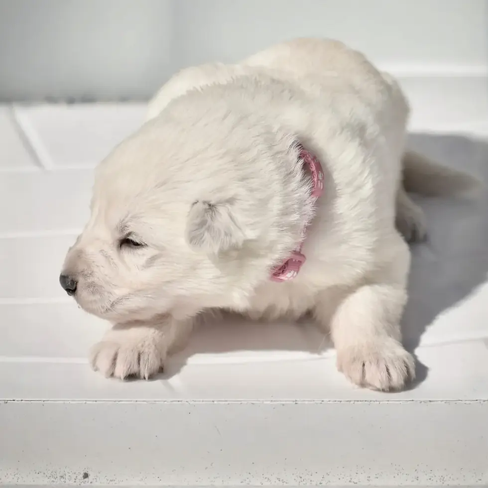 all white german shepherd