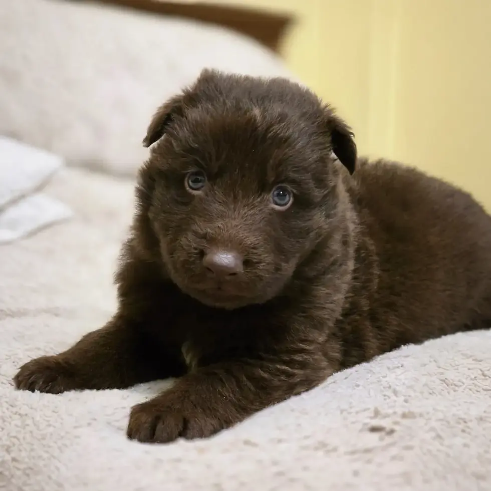 Chocolate german shepherd puppy for sale in Laguna Hills, California — long coat german shepherd puppies