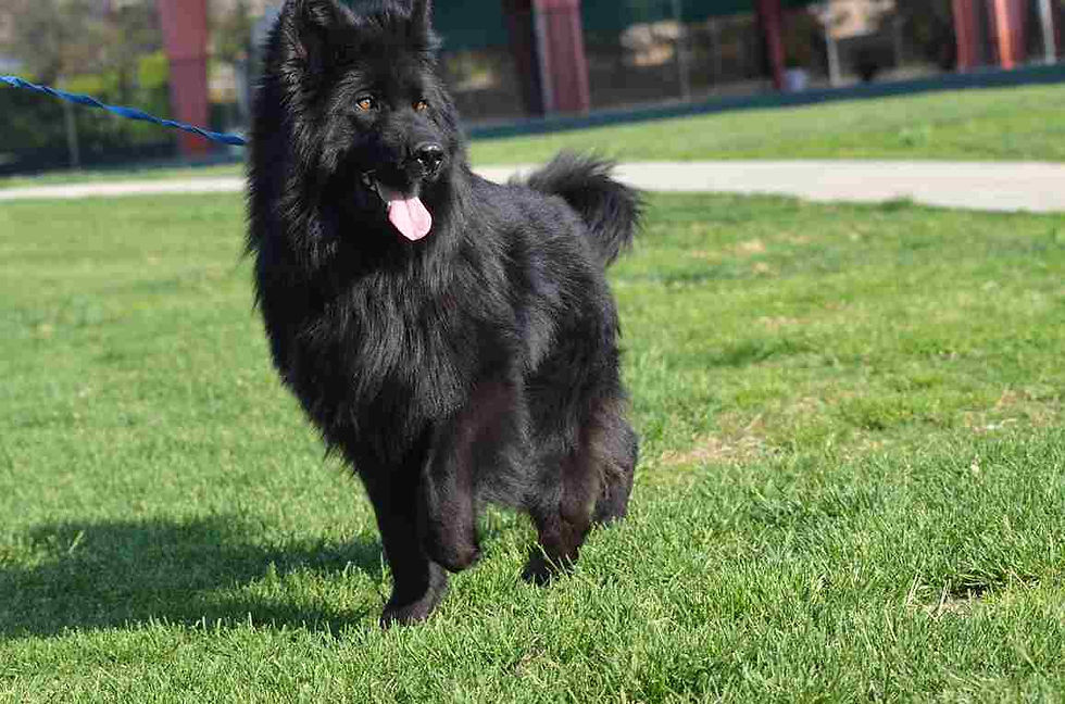 Long-haired German Shepherd playing in a natural setting.