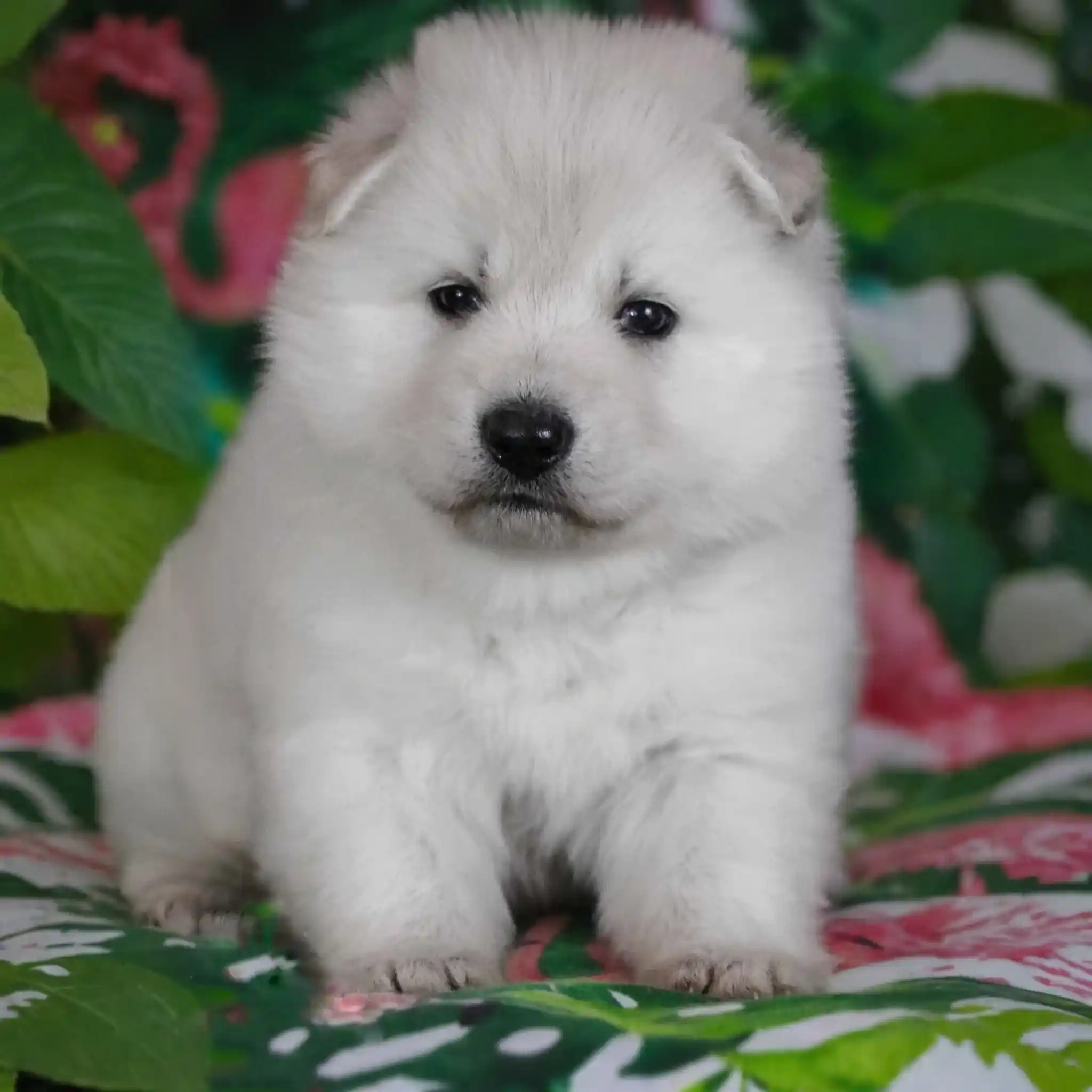 white shepherd puppies playing outside with fluffy coat and confident posture