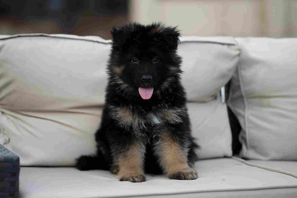 Healthy and active long hair German Shepherd in motion.