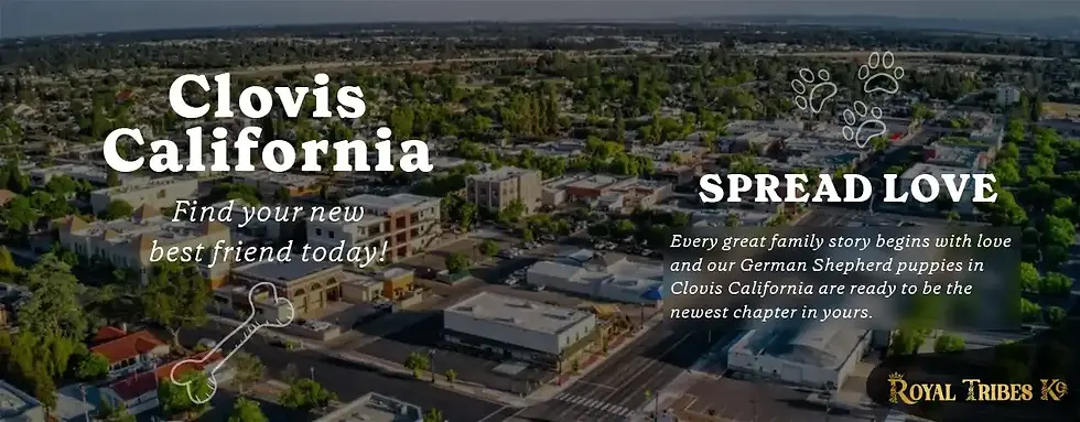 Get Long-Haired German Shepherd Puppies Near You in Clovis, CA