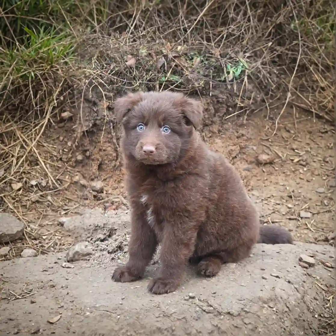 long haired german shepherd puppies for sale
