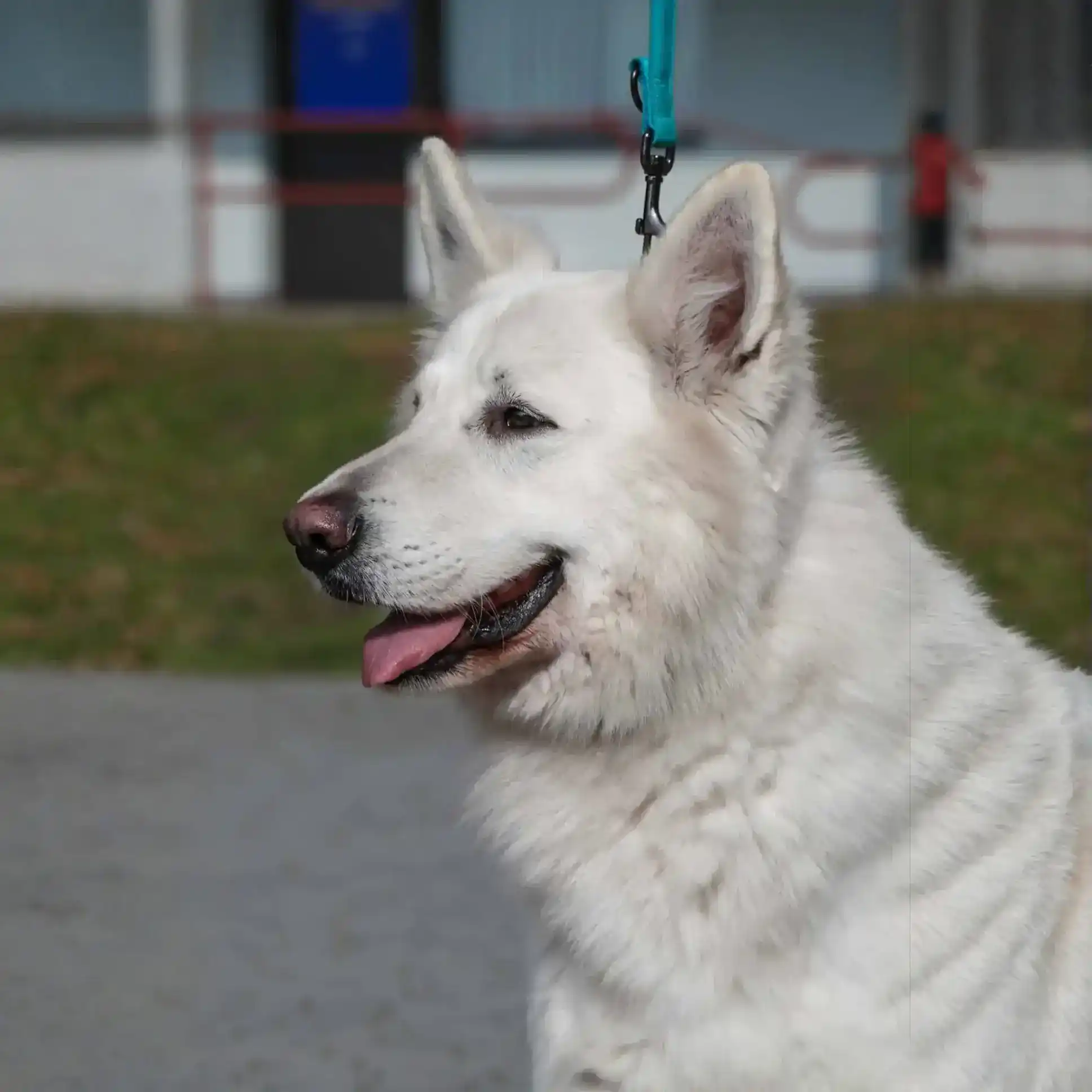 white german shepherd puppies for sale
