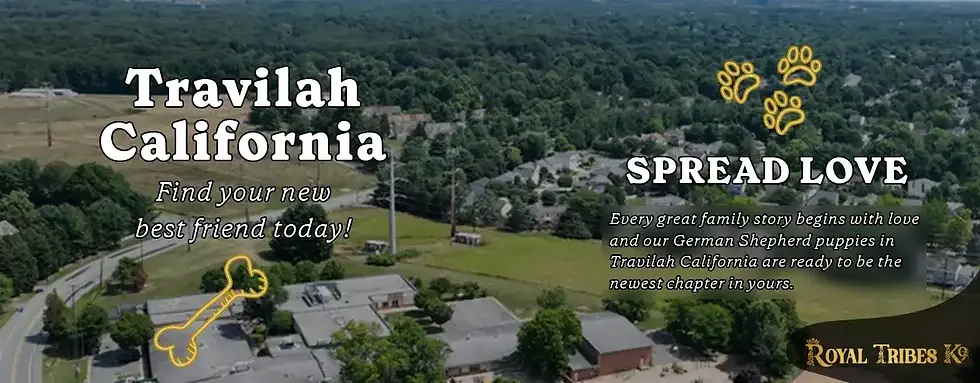 Adopt Long-Haired German Shepherd Puppies Near You in Travilah, CA