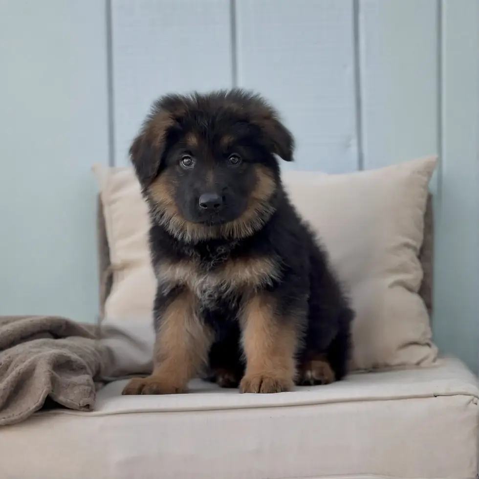 Black-and-tan long coat German Shepherd puppy perched on a chair â confident companion in Fargo, Florida